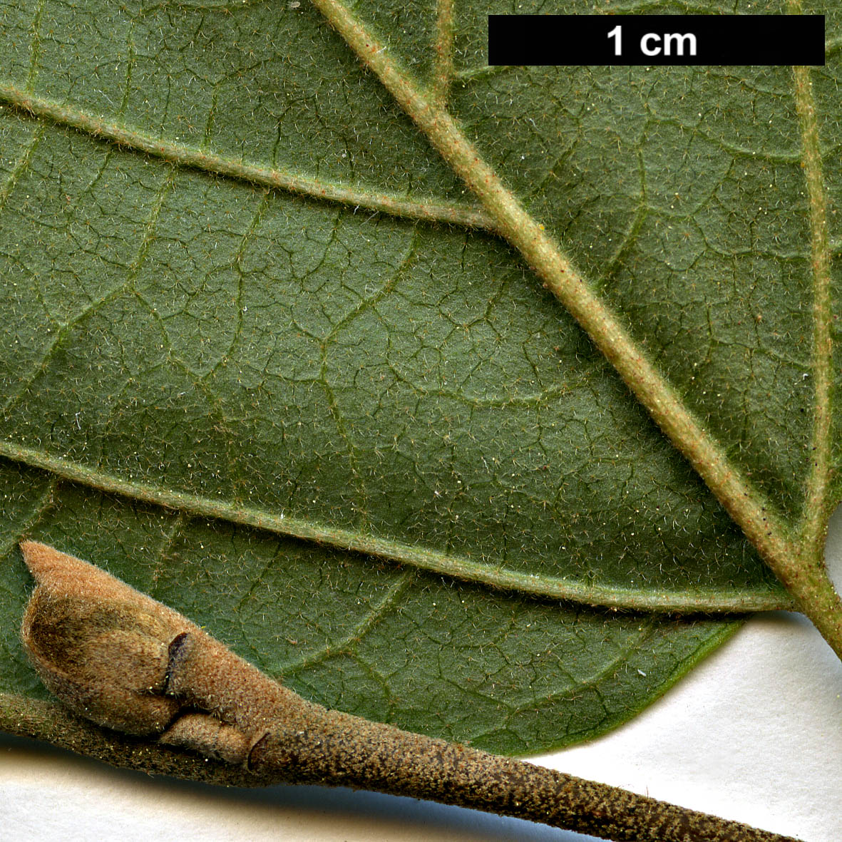 High resolution image: Family: Hamamelidaceae - Genus: Fothergilla - Taxon: ×intermedia (F.gardenii × F.major)